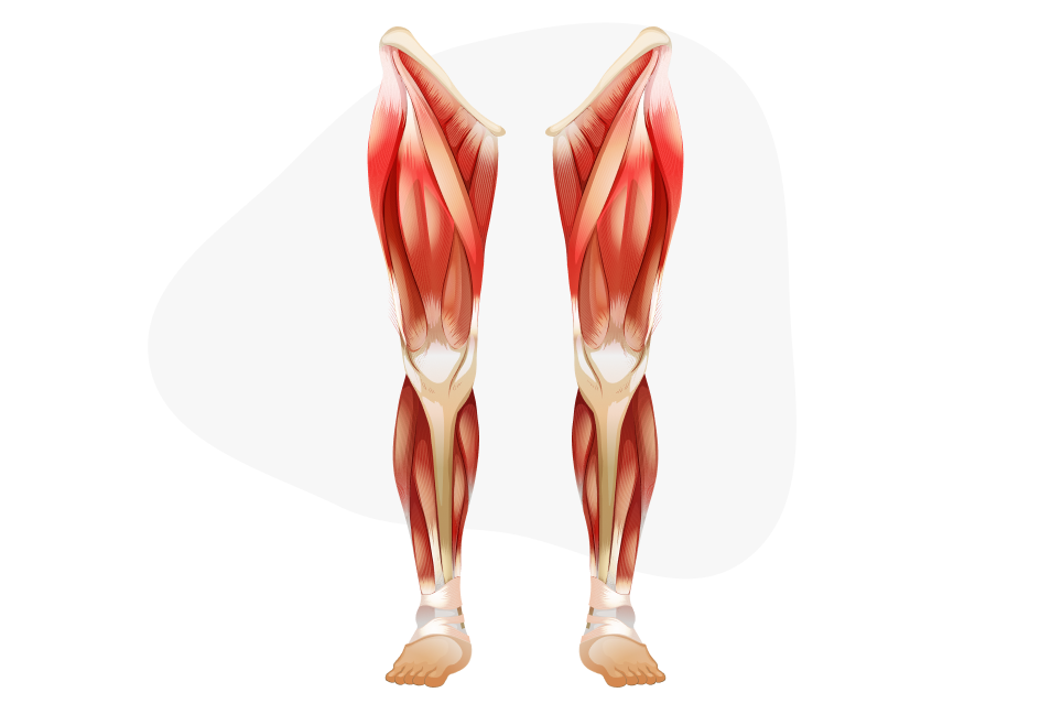Lower limb